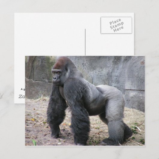 Gorilla Briefkaart (Voorkant / Achterkant)
