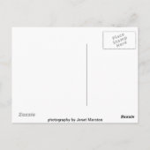 Gorilla Briefkaart (Achterkant)