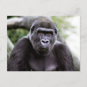 Gorilla Close-up Portret Foto Briefkaart