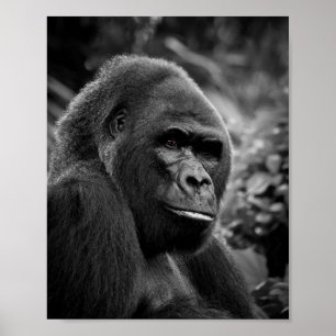 Gorilla Close Up zwart-wit portret Poster