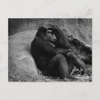 Gorilla Contemplatie Ansichtkaart Briefkaart
