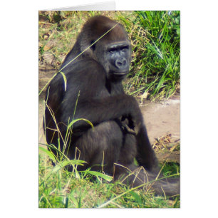 Gorilla des basses terres occidentales