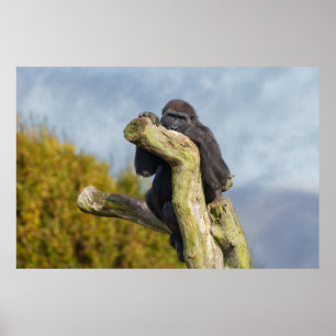 Gorilla die op een boom rust poster