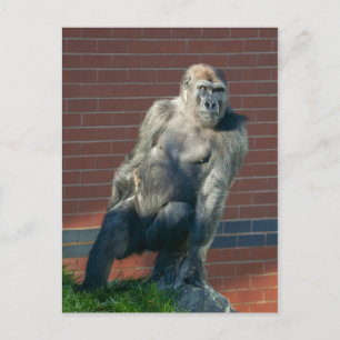 Gorilla die op een rots zit briefkaart