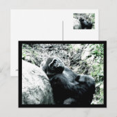Gorilla Diva Briefkaart (Voorkant / Achterkant)