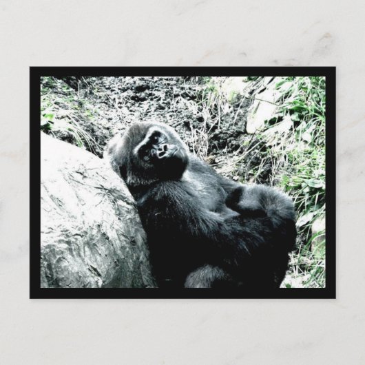 Gorilla Diva Briefkaart (Voorkant)