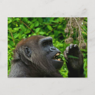 Gorilla Eating Salad Briefkaart
