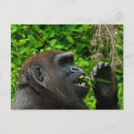 Gorilla Eating Salad Briefkaart (Voorkant)