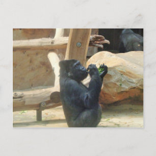 Gorilla eet zijn lunch, Dier, Wildlife, Ape Briefkaart