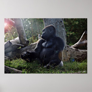 Gorilla en de zon poster