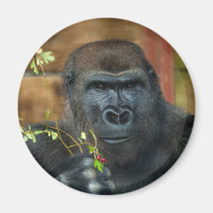 Gorilla en zijn bessen magneet