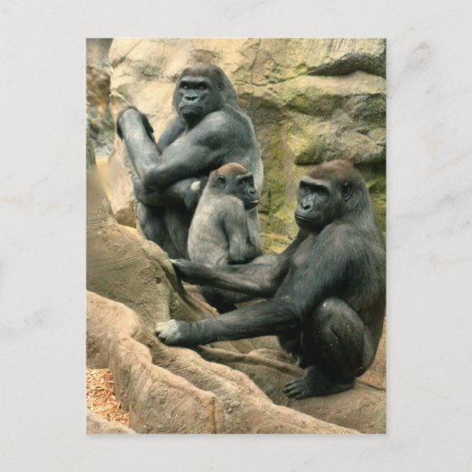 Gorilla Family Briefkaart (Voorkant)