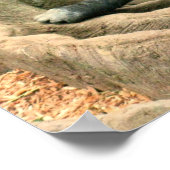 Gorilla Family Poster (Hoek)