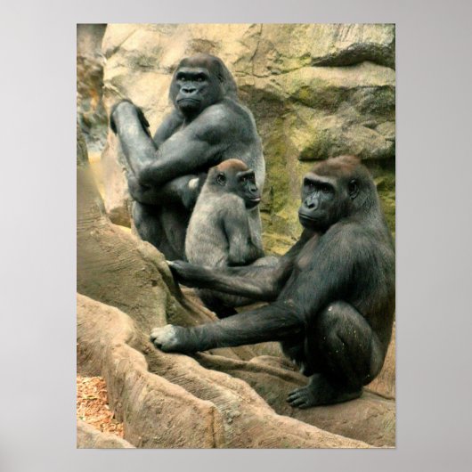 Gorilla Family Poster (Voorkant)
