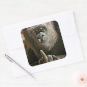 Gorilla Finger Vierkante Sticker (Envelop)
