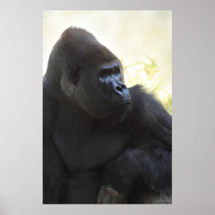 Gorilla Gaze Poster -40x60 -andere beschikbare for