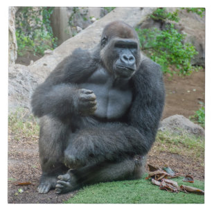 Gorilla in de keramische tegel van de dierentuin tegeltje