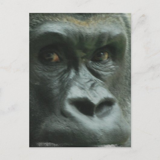 Gorilla in de Mist-Briefkaarten Briefkaart (Voorkant)