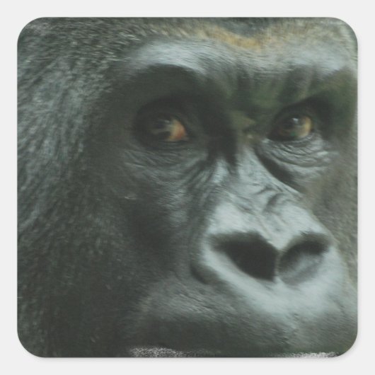 Gorilla in de Mist Stickers (Voorkant)