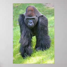 gorilla in het oerwoud poster