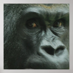 Gorilla in het Poster Mist