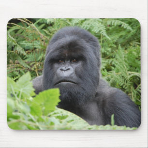 Gorilla in Rwanda Muismat