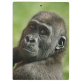 Gorilla Klembord (Achterkant)