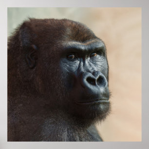 Gorilla Lope Close-up Poster