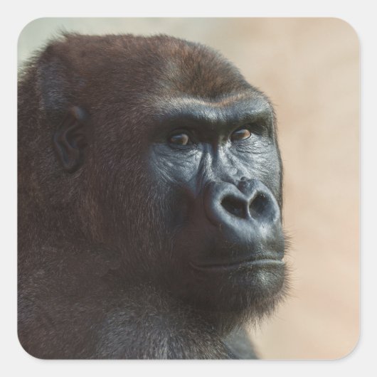 Gorilla Lope Close-up Vierkante Sticker (Voorkant)