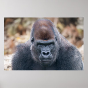Gorilla Lope lijkt sterk in 2025 Poster