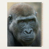 Gorilla Lope & Shufai (Dos)