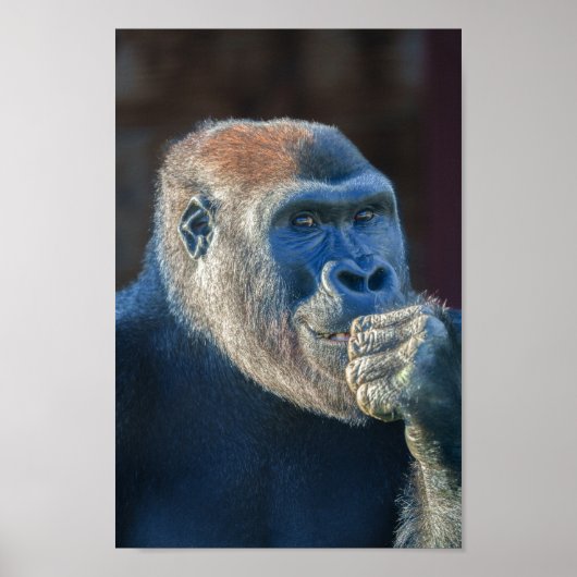 Gorilla Lope's Grin Poster (Voorkant)