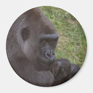 Gorilla Magneet