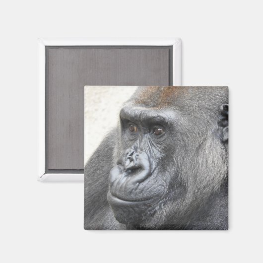 Gorilla Magnet (Recto/Verso)