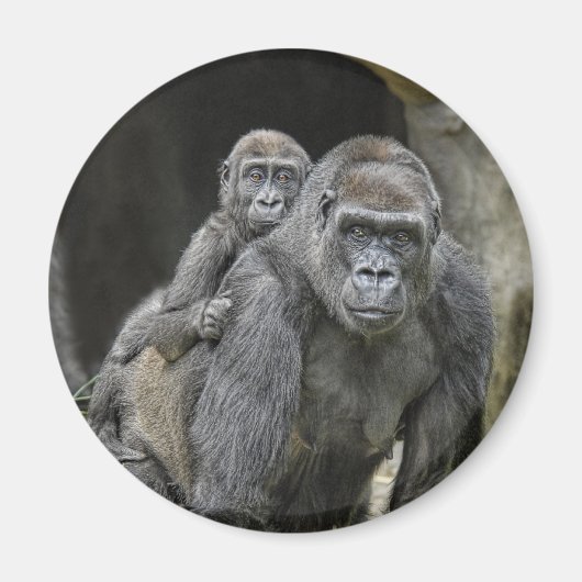 Gorilla & Magnet bébé (Devant)