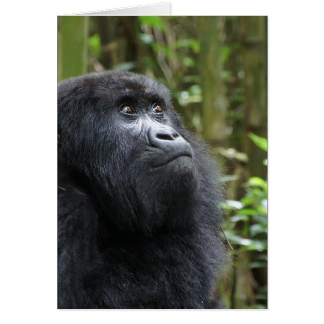 Gorilla mes rêves - femelle (Devant)