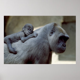 Gorilla Moeder en Baby Poster
