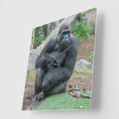 Gorilla op de klok van het zoo-vierkant (Hoek)