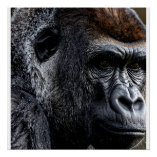 Gorilla Perfect Poster