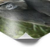 Gorilla Photo (Coin)