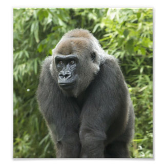 Gorilla Photo Foto Afdruk