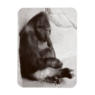 Gorilla Photography Sleeping Magneet