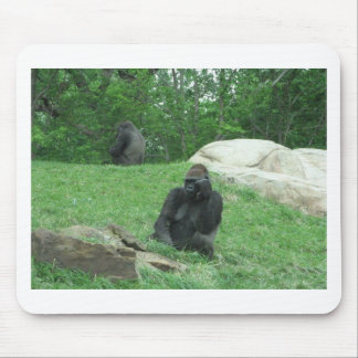 Gorilla pic muismat