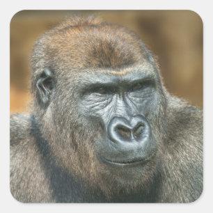 Gorilla Portrait Vierkante Sticker