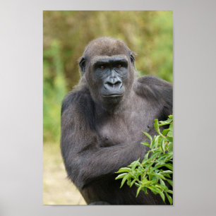 Gorilla-portret Poster