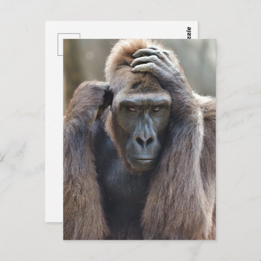 Gorilla Pose Briefkaart (Voorkant / Achterkant)