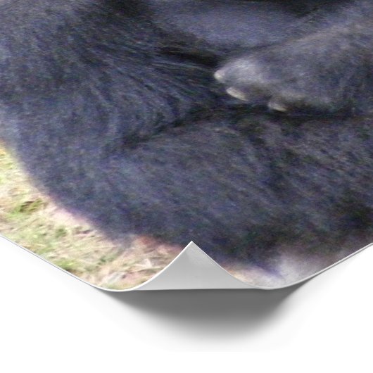Gorilla Poster (Hoek)