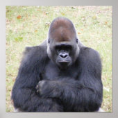 Gorilla Poster (Voorkant)
