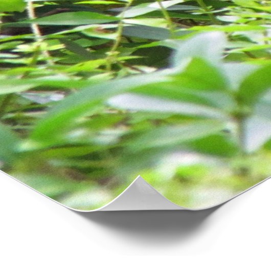 Gorilla Poster (Hoek)