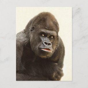 Gorilla Pout Briefkaart